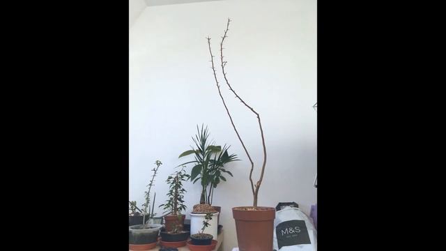 Apple Bonsai, from Seed, 1 смотреть онлайн