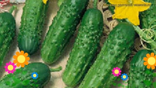 Огурец Левина Микс F1. Краткий обзор, описание характеристик, где купить семена cucumis sativus смотреть онлайн