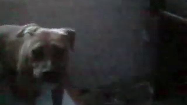 Pit Bull slow down смотреть онлайн