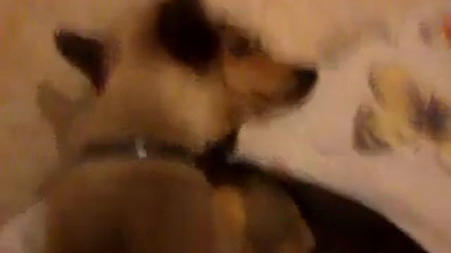 Кошка Маркиза и собака Лео))) Любовь!!! смотреть онлайн