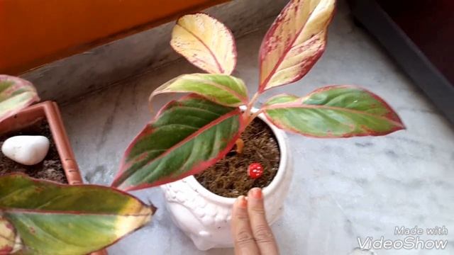 How To Grow Lipstick Aglaonema Plant|lipstick Aglaonema|Siam Aurora|Firecracker Plant|Aglaonema