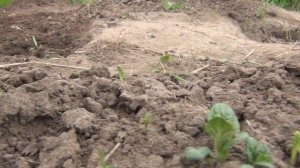 Посадка картофеля из глазков.