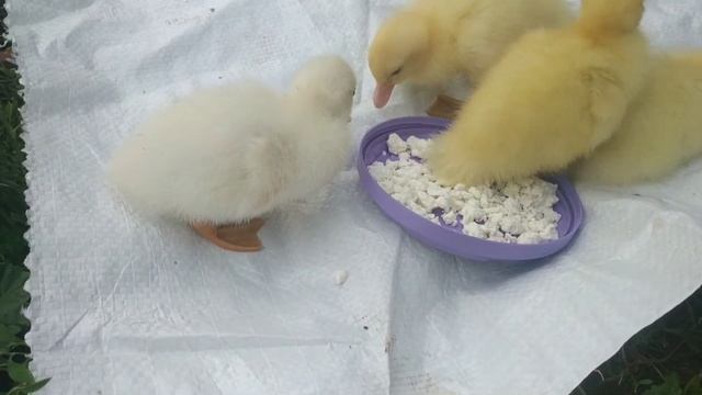 Утёнок - альбинос, такое тоже бывает.Вот так сюрприз!