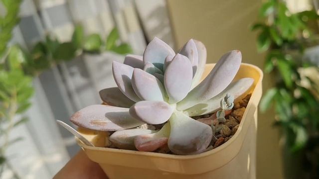 Обзор. Моя коллекция суккулентов (часть 2) #succulent
