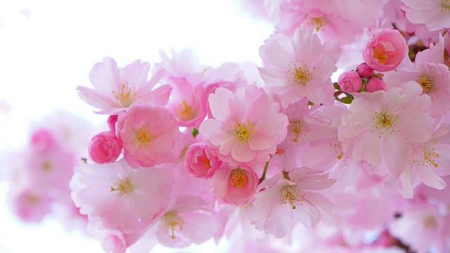Relaxation Music - Meditation Music - Spa Music - Calming & Soothing - Relax & Meditate - Natural смотреть онлайн