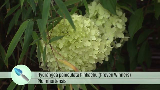 De Grote Tuinverbouwing Proven Winners® Hydrangea Pinkachu® (september 2021) смотреть онлайн