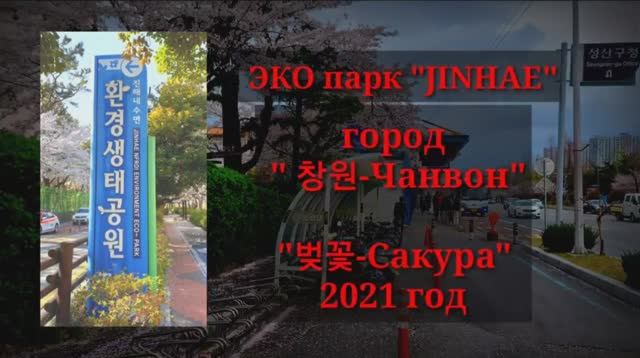 _ САКУРА_  ЮжнаяКорея, эко парк _Джинхэ Нэсу-Мён_ 진해 네 수명.mp4