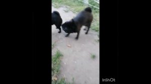 вязка мопсов. кекс мопсов. мопсы случка