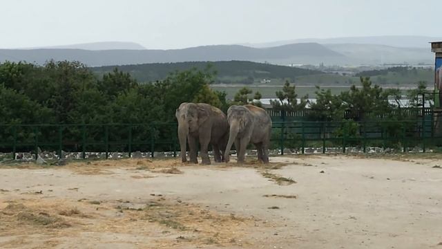 Магда и Дженни гармонично смотрятся на фоне Крымских гор! Elephants in the Crimean Taigan! смотреть онлайн