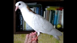 Народные приметы про голубей