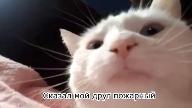 Белый кот трясет головой под музыку №3 смотреть онлайн