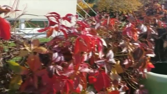 Плодородие живой почвы правильное земледелие смотреть онлайн