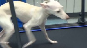 Левретка впервые на беговой дорожке