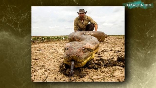 7 Фантастических Тварей, которые Существовали на Самом Деле смотреть онлайн