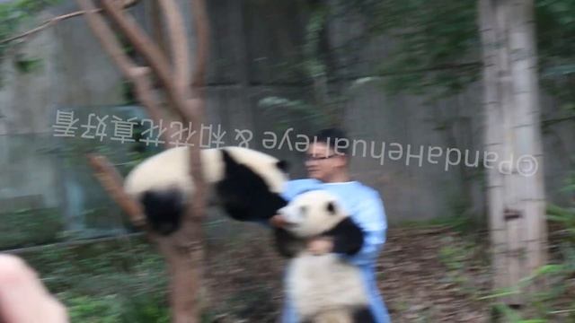 Poor Hehua couldn't even hit the little brother Heye even with a helping hand - Panda Hehua & Heye смотреть онлайн