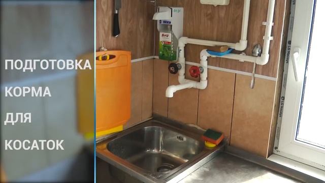 Консилиум ученых для оценки условий содержания и состояния косаток и белух в бухте Средняя смотреть онлайн