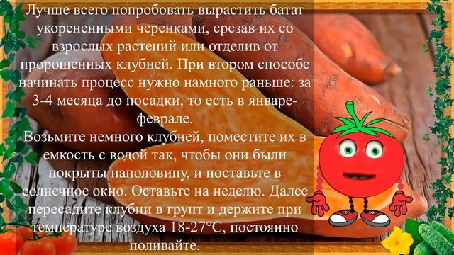 БАТАТ НЕОБЫЧНЫЙ КАРТОФЕЛЬ! смотреть онлайн