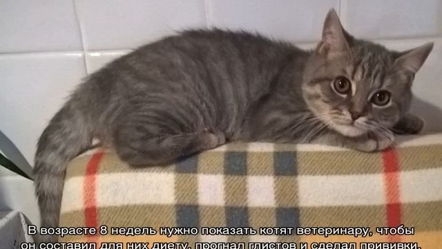 Развитие котят по неделям и по дням после рождения смотреть онлайн