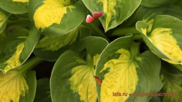 Хоста гибридная Сансет Грувз (hosta sunset grooves) ? обзор: как сажать, луковицы хосты Сансет Грув смотреть онлайн