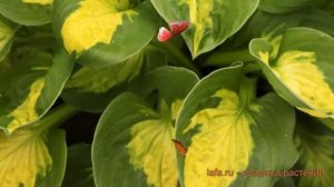 Хоста гибридная Сансет Грувз (hosta sunset grooves) ? обзор: как сажать, луковицы хосты Сансет Грув