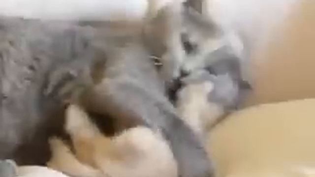 Мама кошка смотреть онлайн