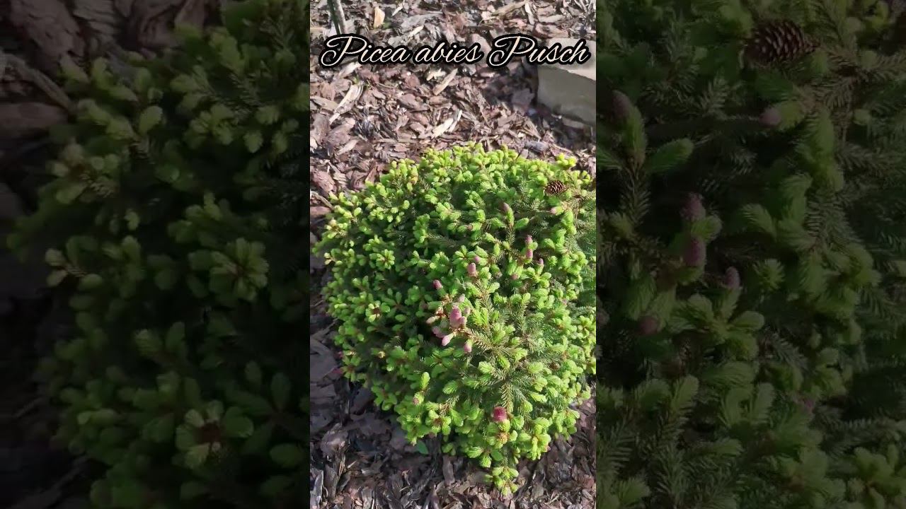 Редкие хвойныеPicea abies PuschЕль обыкновенная Пуш#сад #PiceaabiesPusch #ЕльобыкновеннаяПуш #Ель смотреть онлайн