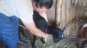 Как без весов определить вес козы