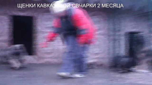Щенки кавказской овчарки, 2 мес. www.r-risk.ru тел. +7 (926) 220-56-03 Татьяна Ягодкина. смотреть онлайн
