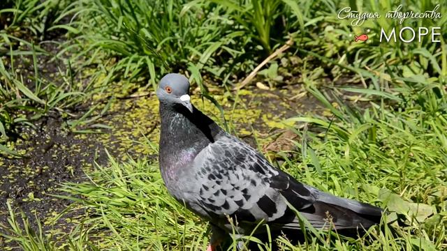 Летний пленэр Студии творчества "Море" - 2017 смотреть онлайн