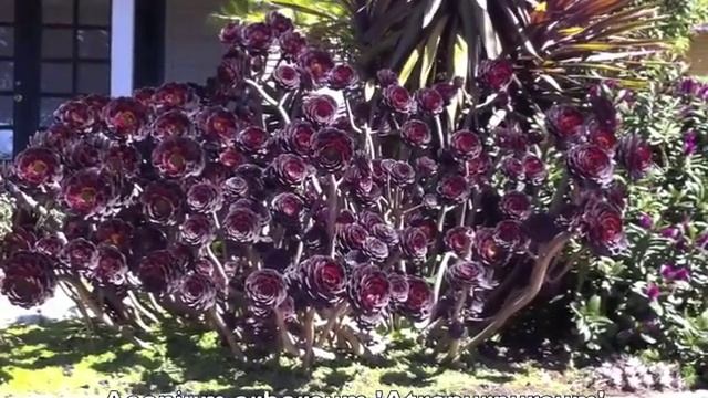 Aeonium Arboreum 'Atropurpureum'