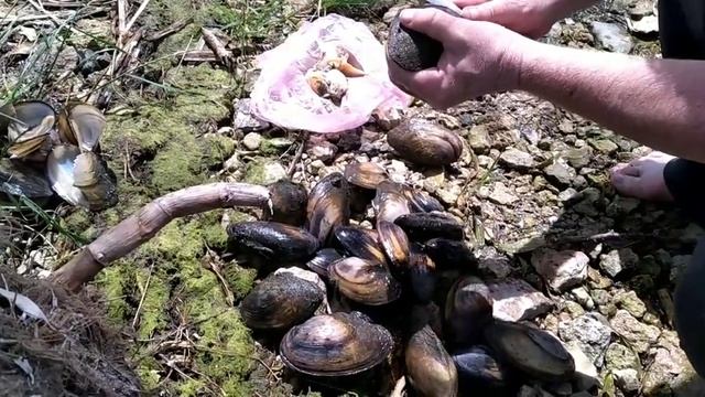 Собираем и готовим пресноводные мидии. We Collect And Prepare Freshwater Mussels.