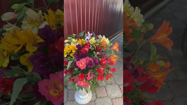 Альстромерия в феврале смотреть онлайн