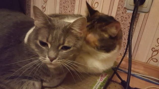 Мой уникальный трехцветный кот и его подруга :3 смотреть онлайн