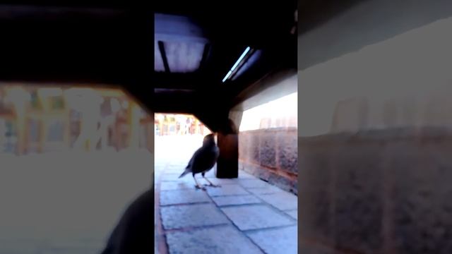 Афганский скворец