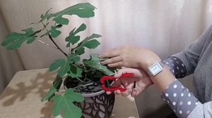 ИНЖИР ИЗ СЕМЯН СПУСТЯ ГОД* ВЫРАЩИВАНИЕ В ДОМАШНИХ УСЛОВИЯХ.