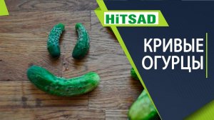 Почему огурцы кривые  Как не допустить искривление огурцов -  хитсад тв