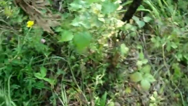 5 ведер грибов за день рыжики настоящий груздь белый гриб Синеющий груздь смотреть онлайн
