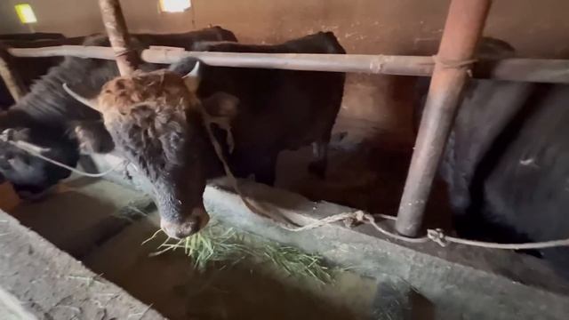 Бука Парвари дар шахри Хучанд смотреть онлайн
