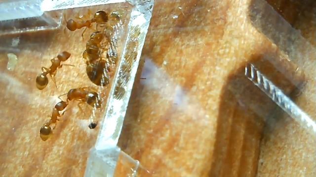 Наконец-то переезд! Муравьи Temnothorax unifasciatus в новом доме смотреть онлайн