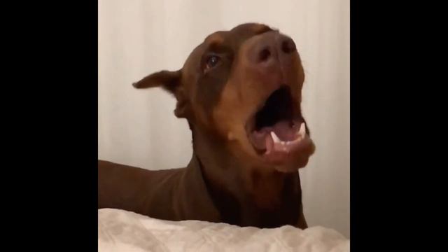 ELEGANT DOBERMAN DOGS #1 - Funny & cute Dobermans with crazy skills !!!❤💕❤ смотреть онлайн