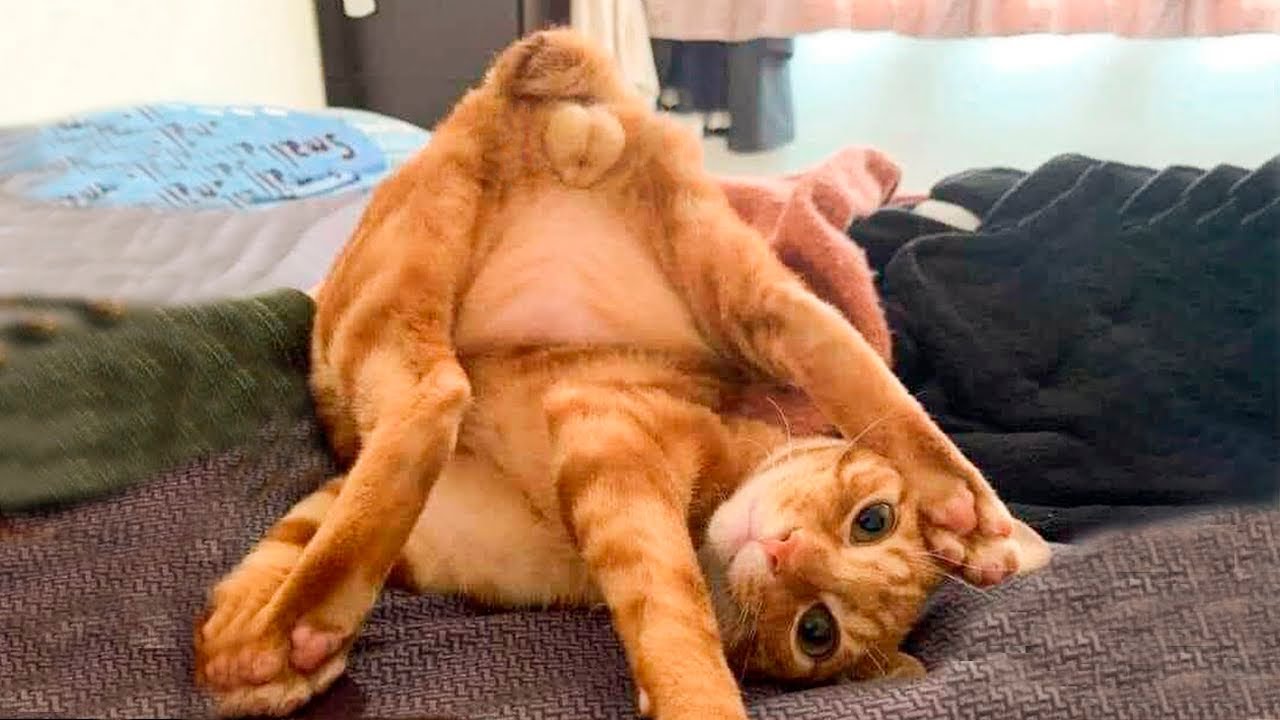 Я РЖАЛ ЦЕЛЫЙ ЧАС?ПОДБОРКА СМЕШНЫХ КОТОВ И СОБАК ДЛЯ ХОРОШЕГО НАСТРОЕНИЯ? #16 смотреть онлайн