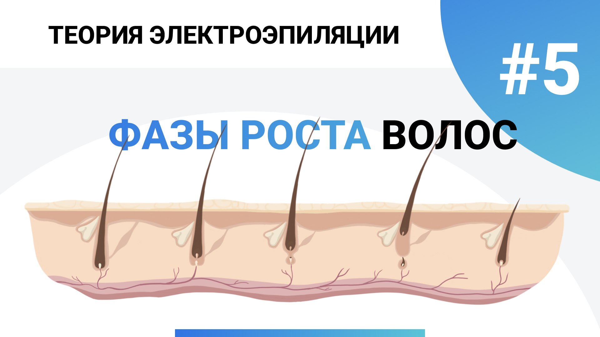 Урок №5. Фазы роста волос. Обучение электроэпиляции 80+ уроков. Электроэпиляция. смотреть онлайн