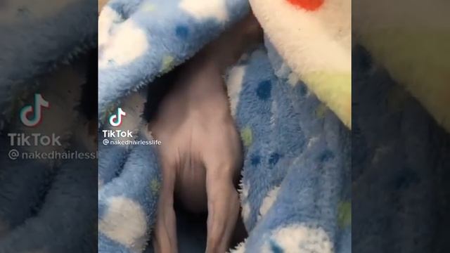 Какой взгляд! Самые красивые собаки в мире !)) Кто хочет себе такое чудо) #собаки смотреть онлайн