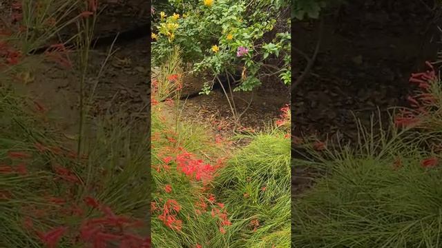 Осторожно. В Сингапуре просто возле берега бегает варан смотреть онлайн