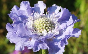 «Скабиоза (Scabiosa)» РЕЛАКС АРТ-ТЕРАПИЯ ИМПРОВИЗАЦИЯ композитор Виктор Анохин #музыка #piano #цветы