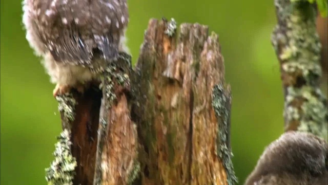 Катя Филипова смотреть онлайн