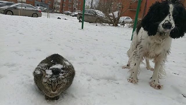 Кошка и собака. Спаниель русский. смотреть онлайн