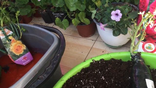 Розы из коробки кот в мешке смотреть онлайн