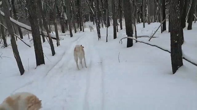Любят ли бегать русские борзые? Как создать условия для бега борзых. Прогулка по следу снегохода смотреть онлайн