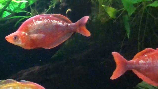 Glossolepis Incisus 171212 смотреть онлайн